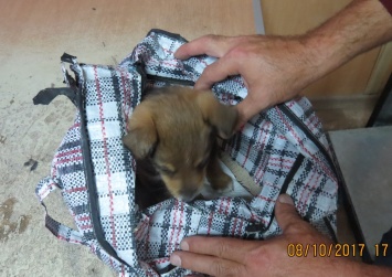 "Медовое" сало, попугай и упакованный в чемодан щенок: что везли из Украины в Крым на этой неделе