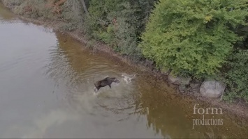 В Канаде беспилотник снял на видео схватку лося и волка