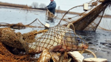 В Ренийском районе браконьеры выловили рыбы на 62 тысячи гривен
