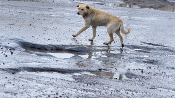На выходных в Феодосии начнется отлов бродячих собак для стерилизации