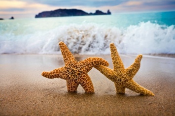 Миф о морских звездах пал: животные могут передвигаться по суше (ВИДЕО)