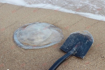 На пляж в Бердянске выбросило большую медузу