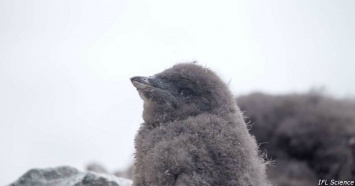 В Антарктиде - массовое вымирание пингвинов! Когда их не станет совсем?