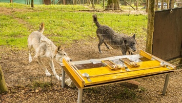 Собаки оказались эгоистичнее волков, выяснили ученые