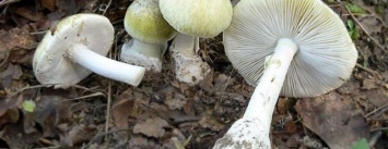 В Сумах семья отравилась грибами