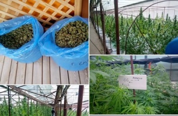 На Луганщине нашли наркотиков на 15 миллионов