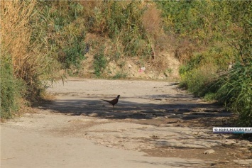 По Керчи гуляют фазаны