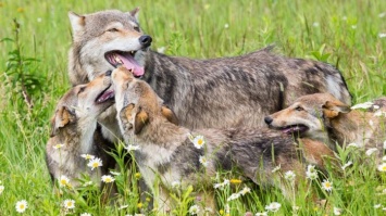 Волки лучше собак сотрудничают между собой