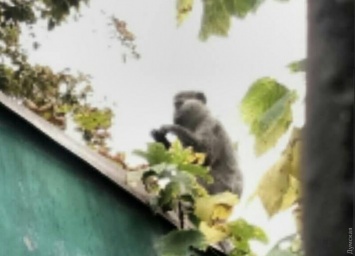 По улицам города в Одесской области разгуливают обезьяны: поймать их пока некому