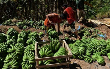 В ООН предупредили об угрозе банановой катастрофы