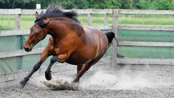Российские ученые вылечили лошадь от хромоты с помощью генной терапии
