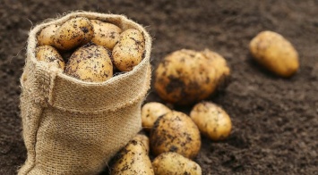 Ученые рассказали, как защититься от вирусного гепатита с помощью картошки