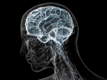 Ученые из Германии освоили культуру тканей мозга человека