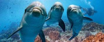 Социальная жизнь китов и дельфинов похожа на человеческую