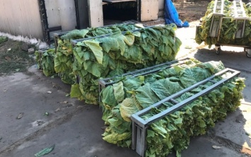 На Херсонщине ликвидировано подпольное производство табачного сырья