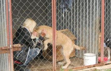 В Херсоне волонтеры организации "Шанс" с бездомными собаками работают в жутких условиях - депутат
