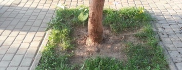 На Тираспольской площади в Одессе готовится "массовое убийство" деревьев (ФОТО)