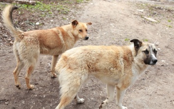 В Херсоне догхантеры снова принялись травить собак
