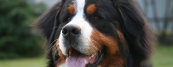 В Херсоне возобновились отравления собак