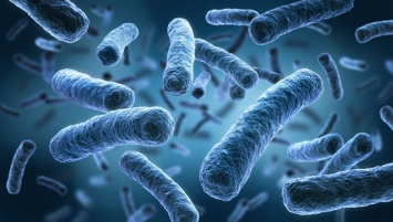 Камчатские микробиологи "вырастили" из бактерий символы региона