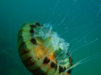 Ученые засняли на видео арктическую медузу
