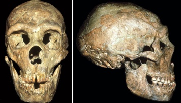Неандертальцы заботились о стариках и инвалидах, доказали ученые