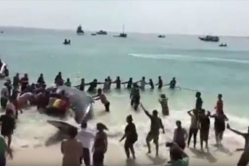 В Бразилии сутки спасали выброшенного на пляж кита (видео)
