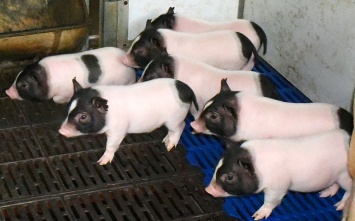 В Китае произвели свиней с низким содержанием жира