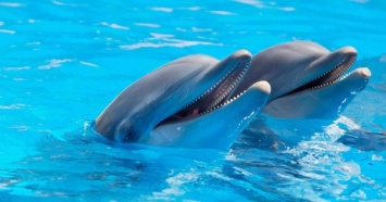 В Киеве закрыли скандальный дельфинарий "Немо"