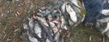 В Чернигове поймали браконьеров, наловивших рыбы на 100 тысяч гривен