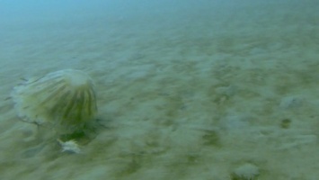 Ученые выяснили, что гигантские арктические медузы способны пережить зиму