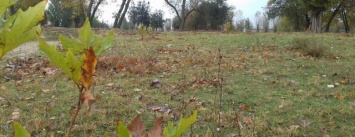 Высадка деревьев в райцентре Херсонщины перенесена