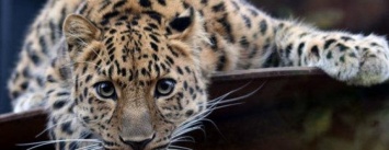 Николаевский зоопарк передаст детенышей амурских леопардов в Россию и Францию, - ВИДЕО