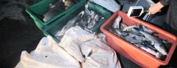 На Сумщине разбойники пошли на преступление, чтобы украсть 160 кг рыбы