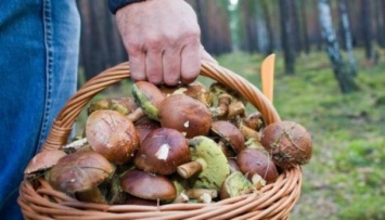 Жители Запорожской области все чаще травятся грибами (Видео)