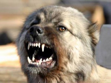 Жительницу Запорожской области искусала сорвавшаяся с цепи дворовая собака