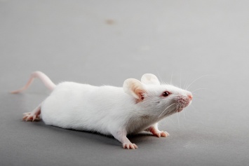 Результаты экспериментов на мышах вызывают сомнения