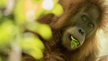 Зоологи нашли на Суматре новый вид близких "родственников" человека