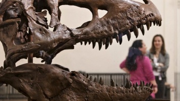 Палеонтолог предположил, что у тираннозавров были гигантские когти на передних лапах