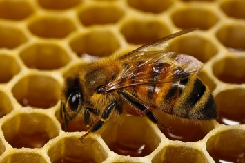8 вещей, которые произойдут с твоим организмом, если ты начнешь есть мед каждый день