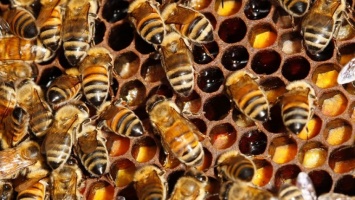 В Калифорнии перевернулся грузовик с миллионом пчел