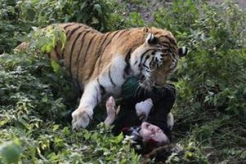 В российском зоопарке тигр набросился на сотрудницу во время кормления