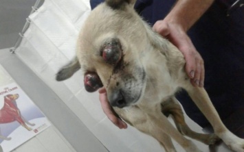 Жестокость: В Запорожской области собаке вырывали глаза (ФОТО 18+)