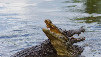 В Малайзии крокодил съел рыбака