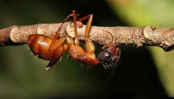 Ученые выяснили, как "зомби"-грибок порабощает разум муравьев