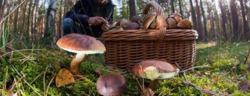 В лесах под Кременчугом с пугающей регулярностью теряются грибники