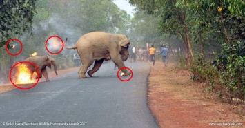 Шок и фото: толпа в Индии поджигает слоненка и его мать! Что вообще происходит?!
