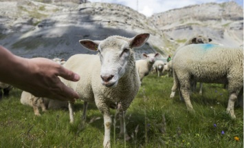 Овцы способны узнавать лица - исследование