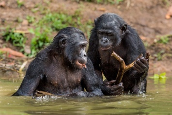 Шимпанзе бонобо помогают даже незнакомым сородичам