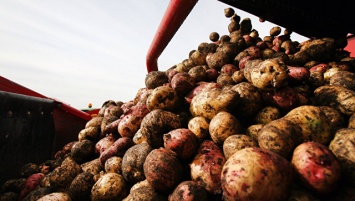 Генетики из США создали ГМО-картошку "золотого" цвета